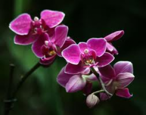 orchidea.png