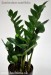 izbova-rastlina-zamioculcas-zamiifolia